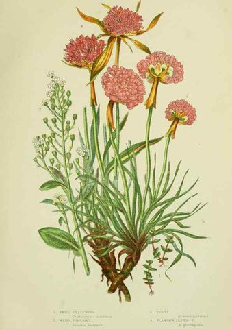 Reproducción/Reproduction 8517619375: The flowering plants, grasses, sedges, & ferns of Great Britain. London,F. Warne,1905.