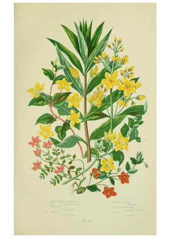 Reproducción/Reproduction 8517618925: The flowering plants, grasses, sedges, & ferns of Great Britain. London,F. Warne,1905.