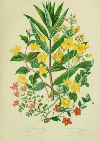 Reproducción/Reproduction 8517618925: The flowering plants, grasses, sedges, & ferns of Great Britain. London,F. Warne,1905.