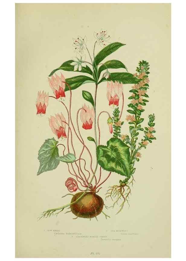 Reproducción/Reproduction 8518731174: The flowering plants, grasses, sedges, & ferns of Great Britain. London,F. Warne,1905.