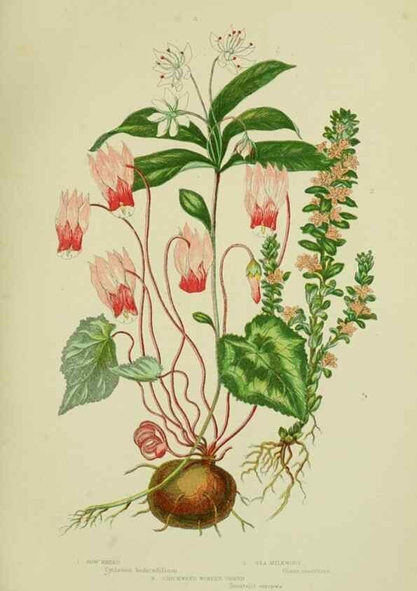 Reproducción/Reproduction 8518731174: The flowering plants, grasses, sedges, & ferns of Great Britain. London,F. Warne,1905.