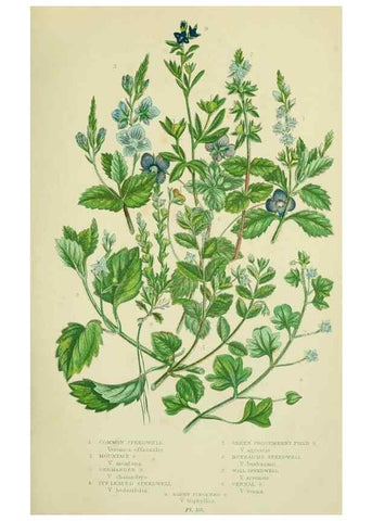 Reproducción/Reproduction 8517609807: The flowering plants, grasses, sedges, & ferns of Great Britain. London,F. Warne,1905.