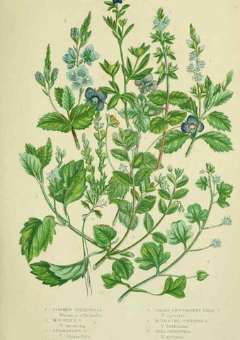 Reproducción/Reproduction 8517609807: The flowering plants, grasses, sedges, & ferns of Great Britain. London,F. Warne,1905.