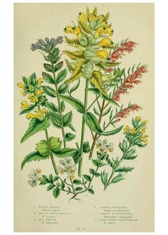Reproducción/Reproduction 8518722900: The flowering plants, grasses, sedges, & ferns of Great Britain. London,F. Warne,1905.