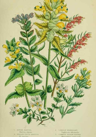 Reproducción/Reproduction 8518722900: The flowering plants, grasses, sedges, & ferns of Great Britain. London,F. Warne,1905.