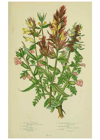 Reproducción/Reproduction 8518723502: The flowering plants, grasses, sedges, & ferns of Great Britain. London,F. Warne,1905.