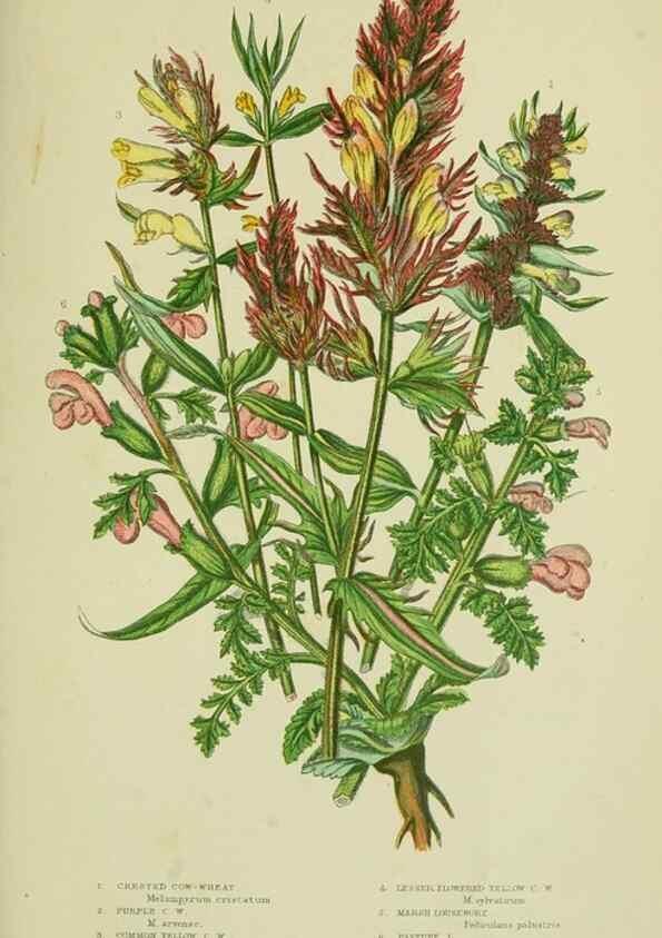 Reproducción/Reproduction 8518723502: The flowering plants, grasses, sedges, & ferns of Great Britain. London,F. Warne,1905.