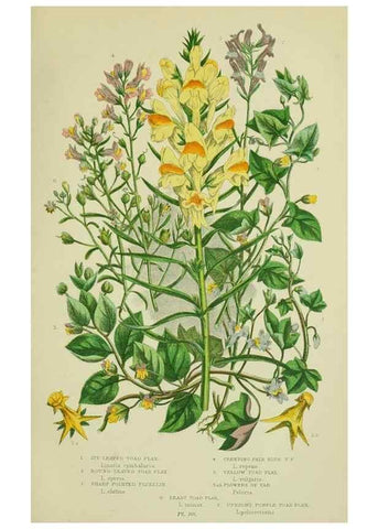 Reproducción/Reproduction 8517612401: The flowering plants, grasses, sedges, & ferns of Great Britain. London,F. Warne,1905.