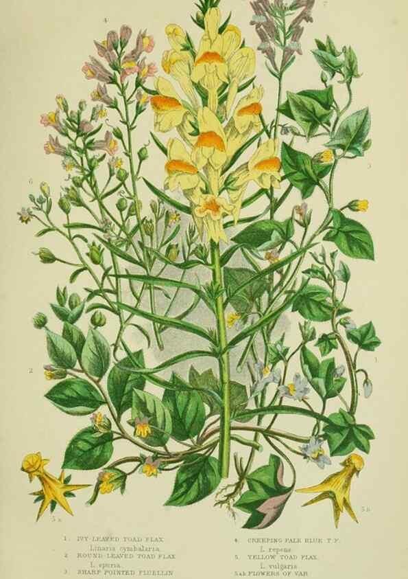 Reproducción/Reproduction 8517612401: The flowering plants, grasses, sedges, & ferns of Great Britain. London,F. Warne,1905.