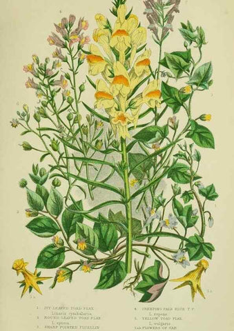 Reproducción/Reproduction 8517612401: The flowering plants, grasses, sedges, & ferns of Great Britain. London,F. Warne,1905.