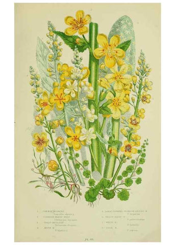 Reproducción/Reproduction 8517612999: The flowering plants, grasses, sedges, & ferns of Great Britain. London,F. Warne,1905.