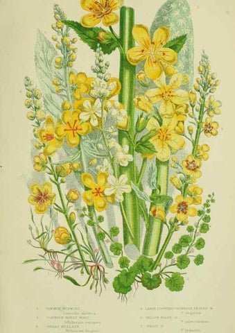 Reproducción/Reproduction 8517612999: The flowering plants, grasses, sedges, & ferns of Great Britain. London,F. Warne,1905.