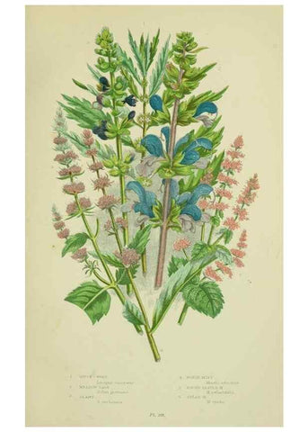 Reproducción/Reproduction 8518725866: The flowering plants, grasses, sedges, & ferns of Great Britain. London,F. Warne,1905.