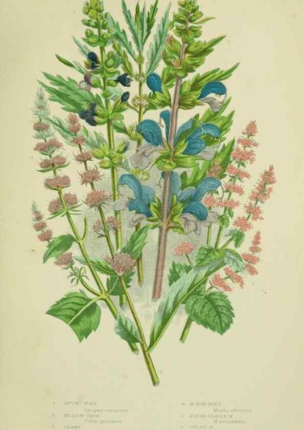 Reproducción/Reproduction 8518725866: The flowering plants, grasses, sedges, & ferns of Great Britain. London,F. Warne,1905.