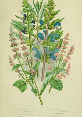 Reproducción/Reproduction 8518725866: The flowering plants, grasses, sedges, & ferns of Great Britain. London,F. Warne,1905.