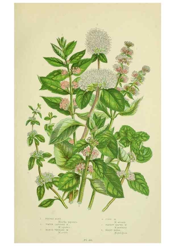 Reproducción/Reproduction 8517613789: The flowering plants, grasses, sedges, & ferns of Great Britain. London,F. Warne,1905.