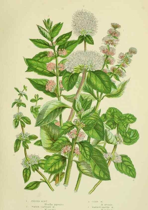 Reproducción/Reproduction 8517613789: The flowering plants, grasses, sedges, & ferns of Great Britain. London,F. Warne,1905.