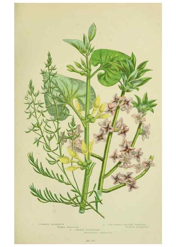 Reproducción/Reproduction 8517628023: The flowering plants, grasses, sedges, & ferns of Great Britain. London,F. Warne,1905.
