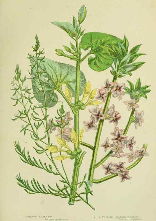 Reproducción/Reproduction 8517628023: The flowering plants, grasses, sedges, & ferns of Great Britain. London,F. Warne,1905.