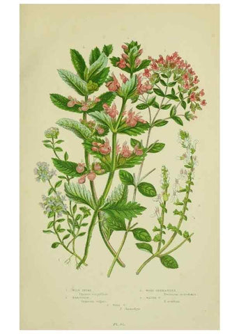 Reproducción/Reproduction 8517614173: The flowering plants, grasses, sedges, & ferns of Great Britain. London,F. Warne,1905.