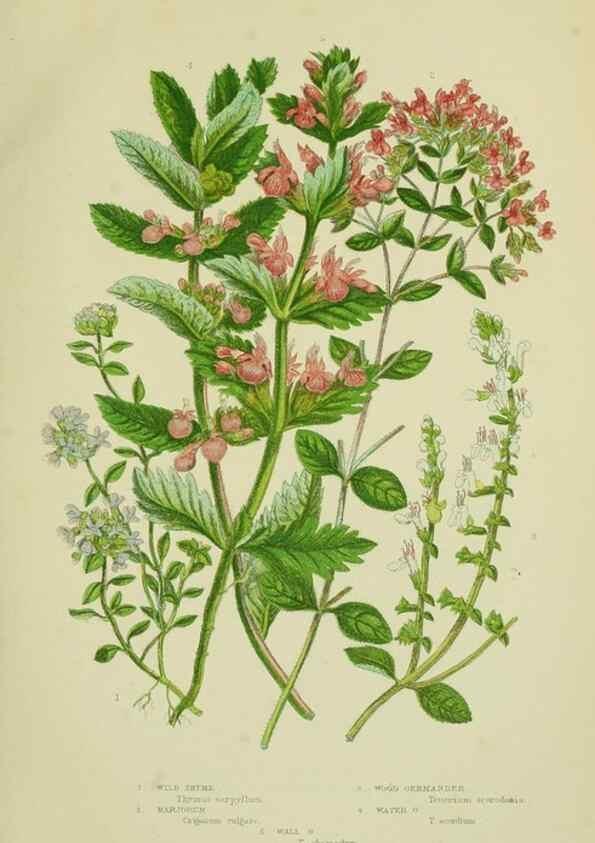 Reproducción/Reproduction 8517614173: The flowering plants, grasses, sedges, & ferns of Great Britain. London,F. Warne,1905.