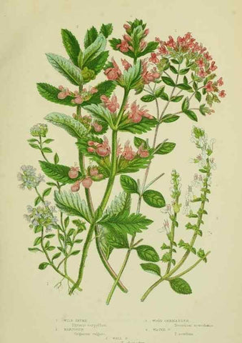 Reproducción/Reproduction 8517614173: The flowering plants, grasses, sedges, & ferns of Great Britain. London,F. Warne,1905.