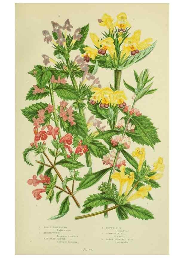 Reproducción/Reproduction 8517615153: The flowering plants, grasses, sedges, & ferns of Great Britain. London,F. Warne,1905.