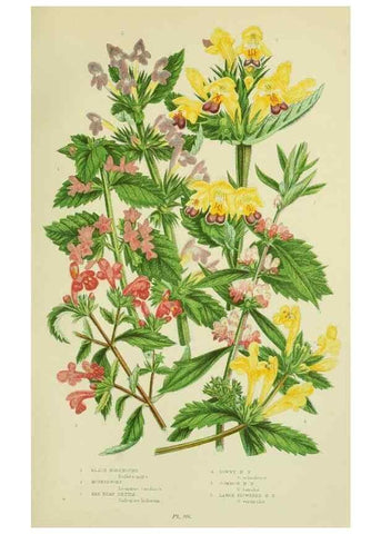 Reproducción/Reproduction 8517615153: The flowering plants, grasses, sedges, & ferns of Great Britain. London,F. Warne,1905.