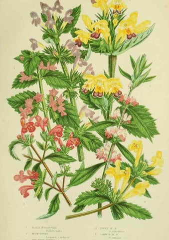 Reproducción/Reproduction 8517615153: The flowering plants, grasses, sedges, & ferns of Great Britain. London,F. Warne,1905.