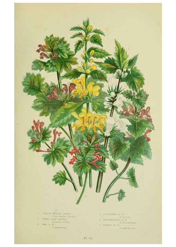 Reproducción/Reproduction 8517615559: The flowering plants, grasses, sedges, & ferns of Great Britain. London,F. Warne,1905.