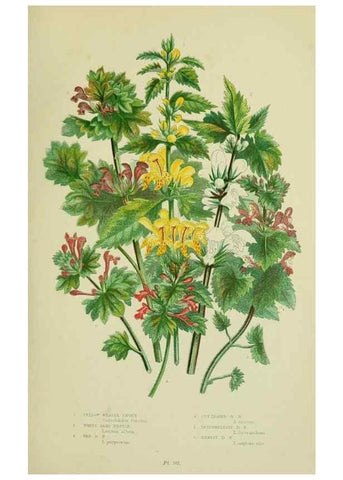 Reproducción/Reproduction 8517615559: The flowering plants, grasses, sedges, & ferns of Great Britain. London,F. Warne,1905.