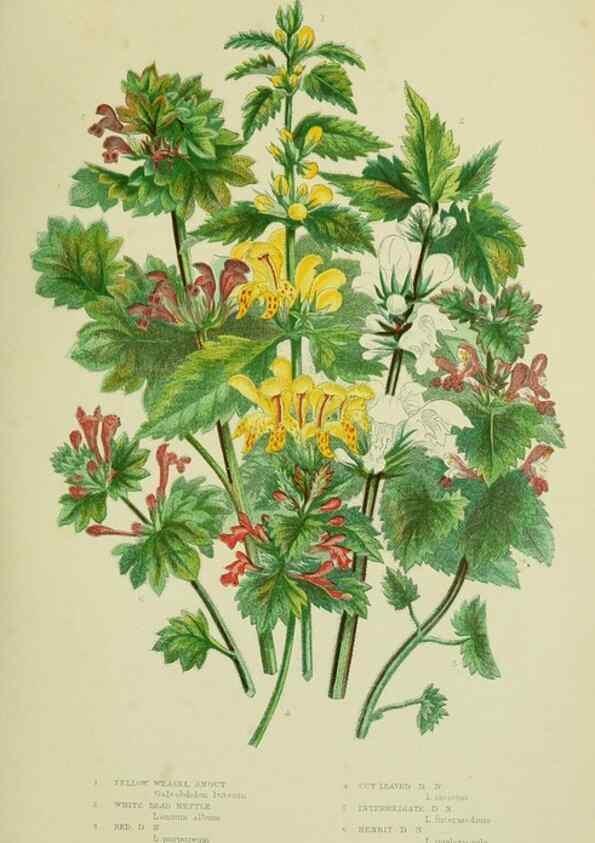 Reproducción/Reproduction 8517615559: The flowering plants, grasses, sedges, & ferns of Great Britain. London,F. Warne,1905.