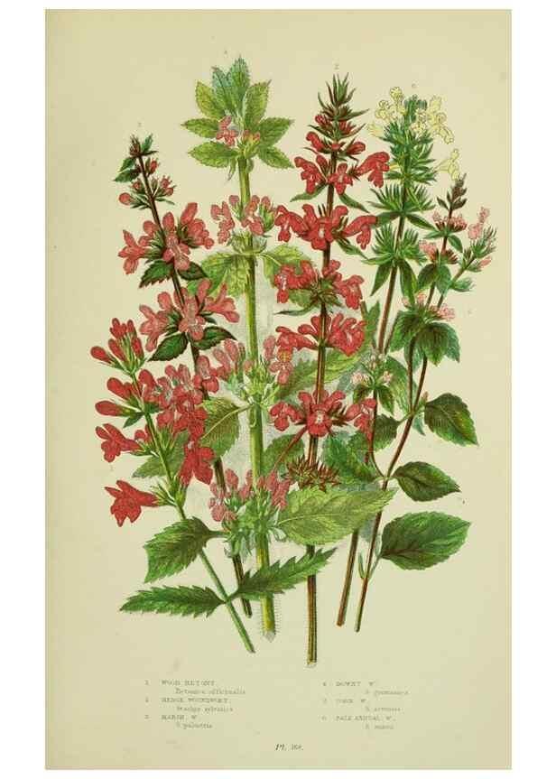 Reproducción/Reproduction 8518728570: The flowering plants, grasses, sedges, & ferns of Great Britain. London,F. Warne,1905.