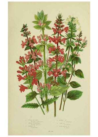 Reproducción/Reproduction 8518728570: The flowering plants, grasses, sedges, & ferns of Great Britain. London,F. Warne,1905.