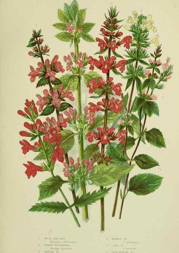 Reproducción/Reproduction 8518728570: The flowering plants, grasses, sedges, & ferns of Great Britain. London,F. Warne,1905.