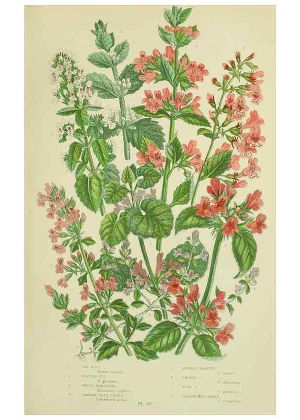 Reproducción/Reproduction 8518729184: The flowering plants, grasses, sedges, & ferns of Great Britain. London,F. Warne,1905.