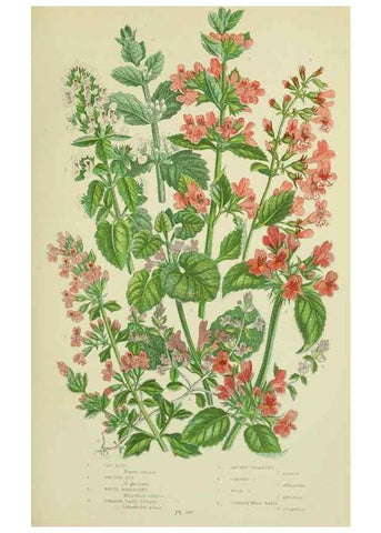 Reproducción/Reproduction 8518729184: The flowering plants, grasses, sedges, & ferns of Great Britain. London,F. Warne,1905.