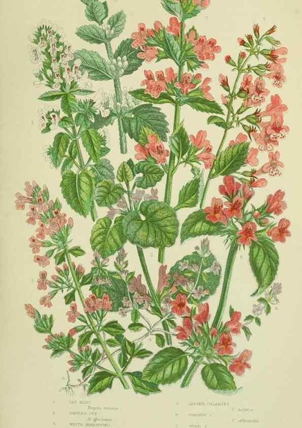 Reproducción/Reproduction 8518729184: The flowering plants, grasses, sedges, & ferns of Great Britain. London,F. Warne,1905.