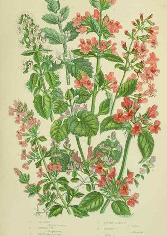 Reproducción/Reproduction 8518729184: The flowering plants, grasses, sedges, & ferns of Great Britain. London,F. Warne,1905.