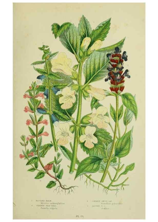 Reproducción/Reproduction 8517616953: The flowering plants, grasses, sedges, & ferns of Great Britain. London,F. Warne,1905.