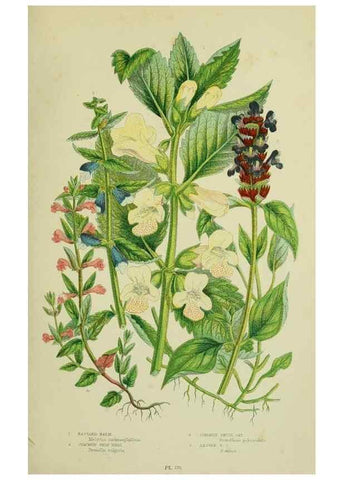 Reproducción/Reproduction 8517616953: The flowering plants, grasses, sedges, & ferns of Great Britain. London,F. Warne,1905.