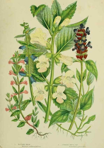 Reproducción/Reproduction 8517616953: The flowering plants, grasses, sedges, & ferns of Great Britain. London,F. Warne,1905.