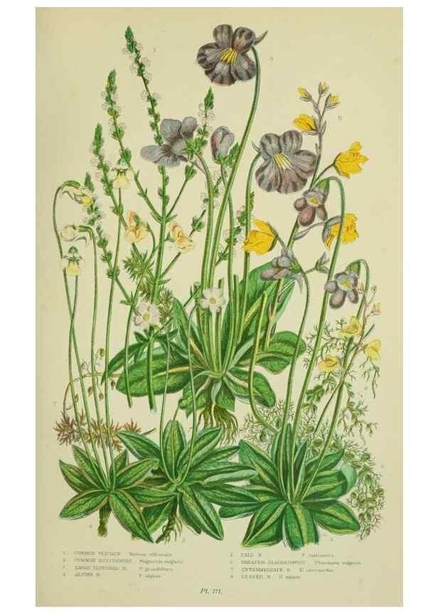 Reproducción/Reproduction 8518730066: The flowering plants, grasses, sedges, & ferns of Great Britain. London,F. Warne,1905.