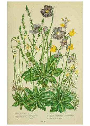 Reproducción/Reproduction 8518730066: The flowering plants, grasses, sedges, & ferns of Great Britain. London,F. Warne,1905.