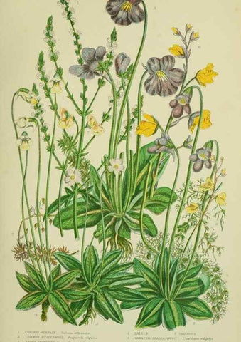 Reproducción/Reproduction 8518730066: The flowering plants, grasses, sedges, & ferns of Great Britain. London,F. Warne,1905.