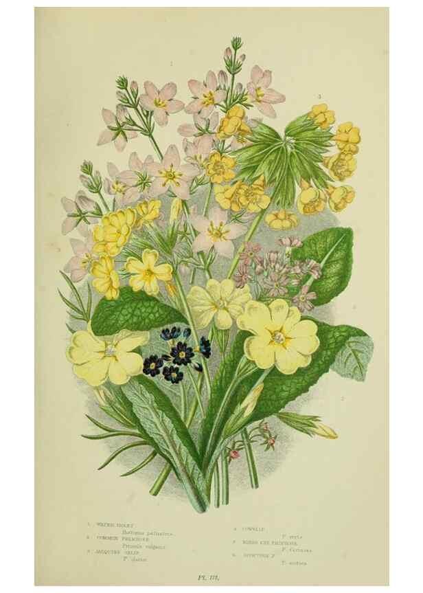 Reproducción/Reproduction 8518730498: The flowering plants, grasses, sedges, & ferns of Great Britain. London,F. Warne,1905.
