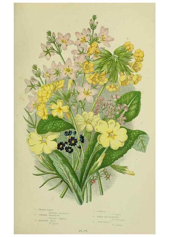 Reproducción/Reproduction 8518730498: The flowering plants, grasses, sedges, & ferns of Great Britain. London,F. Warne,1905.