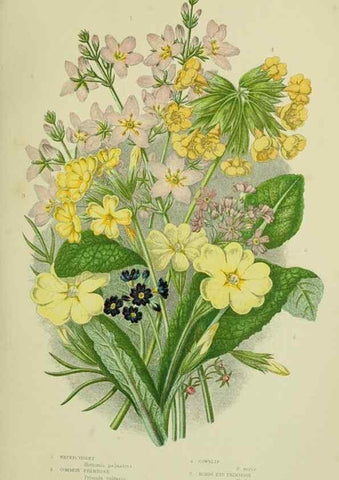 Reproducción/Reproduction 8518730498: The flowering plants, grasses, sedges, & ferns of Great Britain. London,F. Warne,1905.