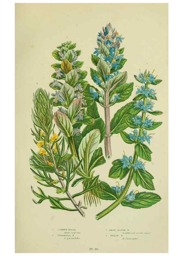 Reproducción/Reproduction 8517614717: The flowering plants, grasses, sedges, & ferns of Great Britain. London,F. Warne,1905.