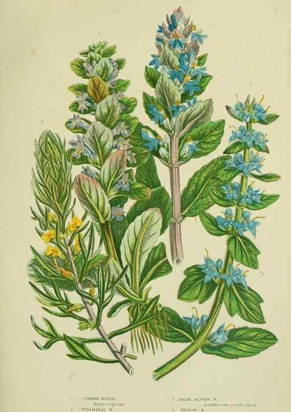 Reproducción/Reproduction 8517614717: The flowering plants, grasses, sedges, & ferns of Great Britain. London,F. Warne,1905.
